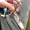 お洒落で可愛い ルイヴィトン キーリング コピー 砂時計 vuw08443 - 画像 (9)